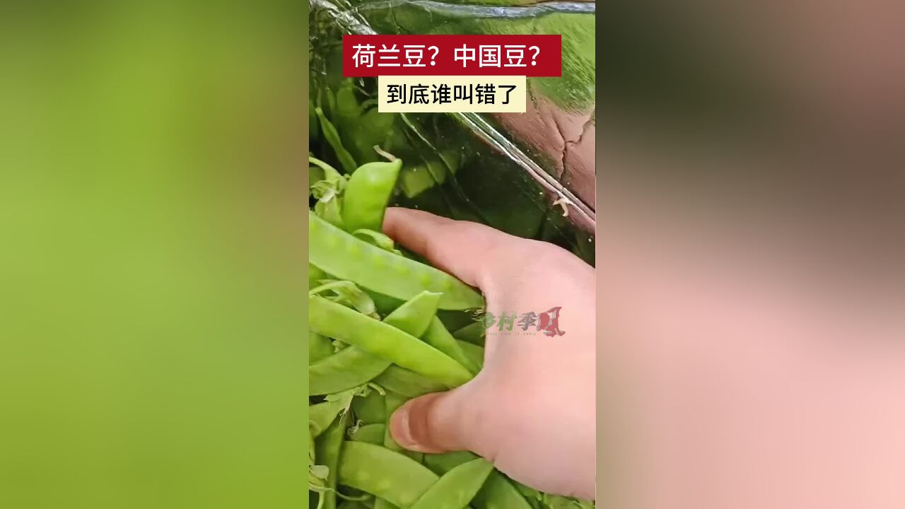 中国人管它叫荷兰豆,荷兰人又叫它中国豆,到底谁叫错了?