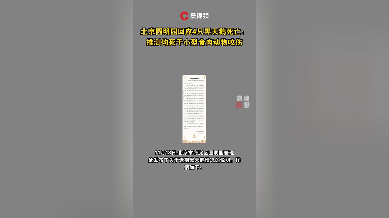 北京圆明园回应4只黑天鹅死亡:推测均死于小型食肉动物咬伤