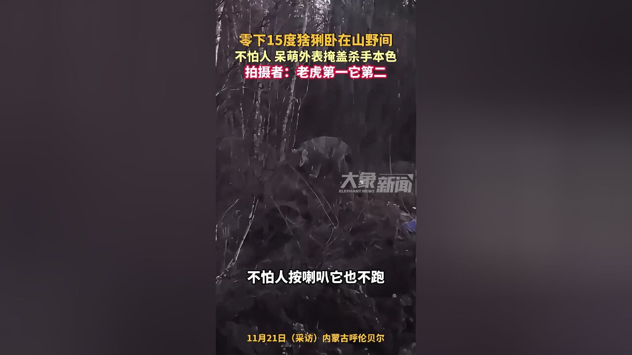 零下15度猞猁卧在山野间,不怕人,呆萌外表掩盖杀手本色