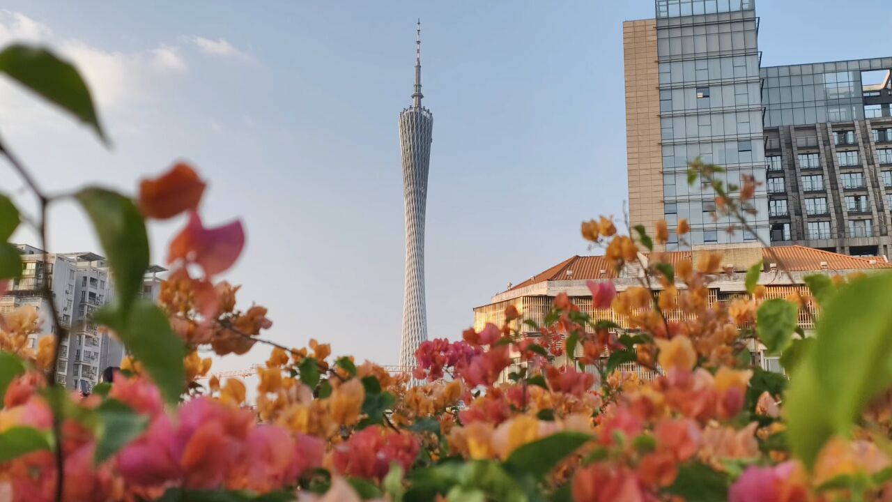 早安南都(11月21日)花城赏花 浪漫同框