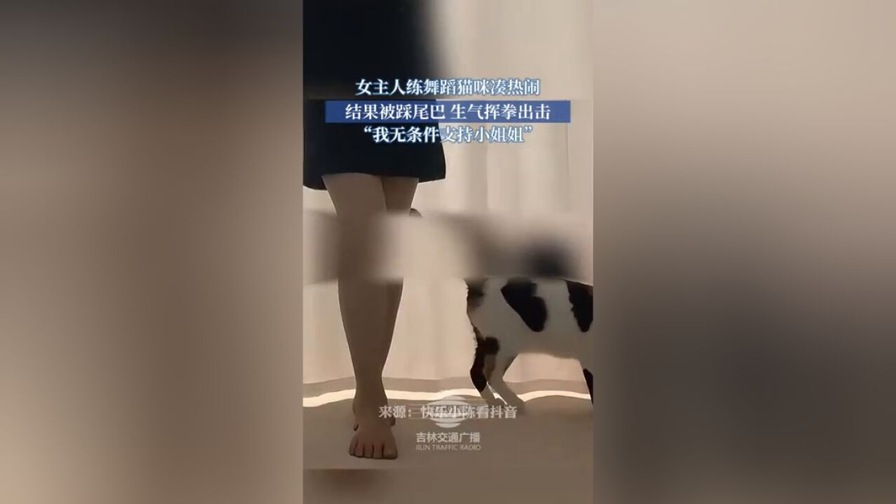 女主人练舞蹈猫咪凑热闹,结果被踩尾巴,生气挥拳出击