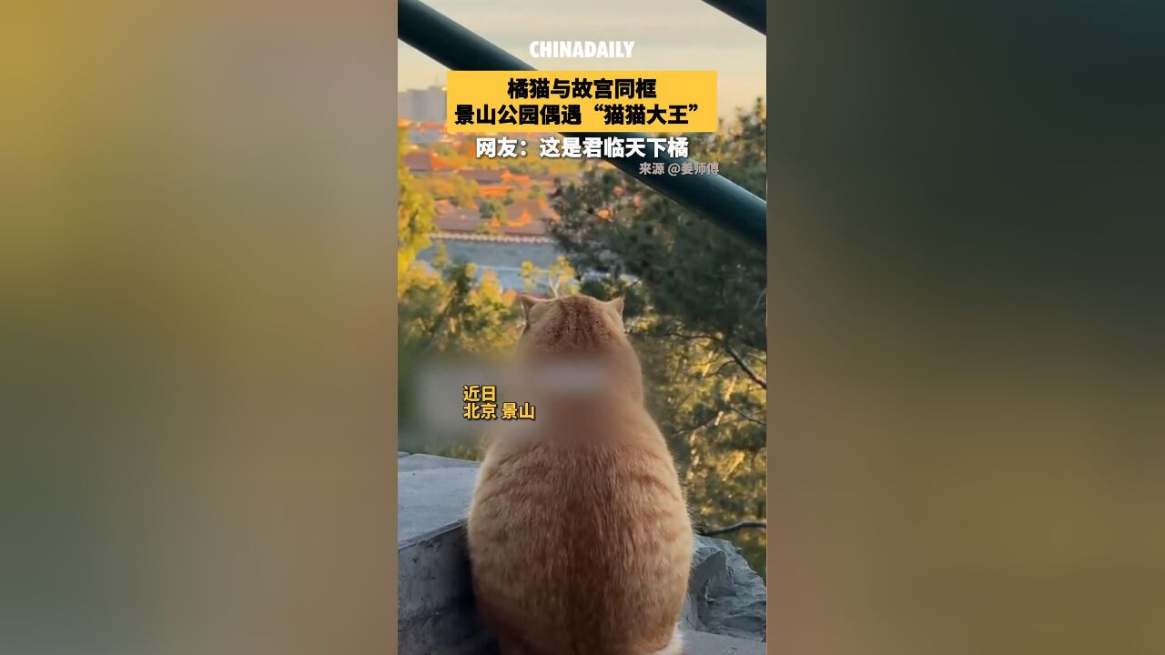 景山公园橘猫与故宫同框啦!你在景山公园偶遇“猫猫大王”了吗?