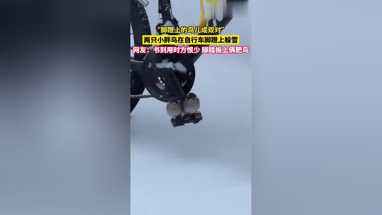 两只小胖鸟在自行车脚蹬上躲雪,网友:书到用时方恨少,脚踏板上俩肥鸟