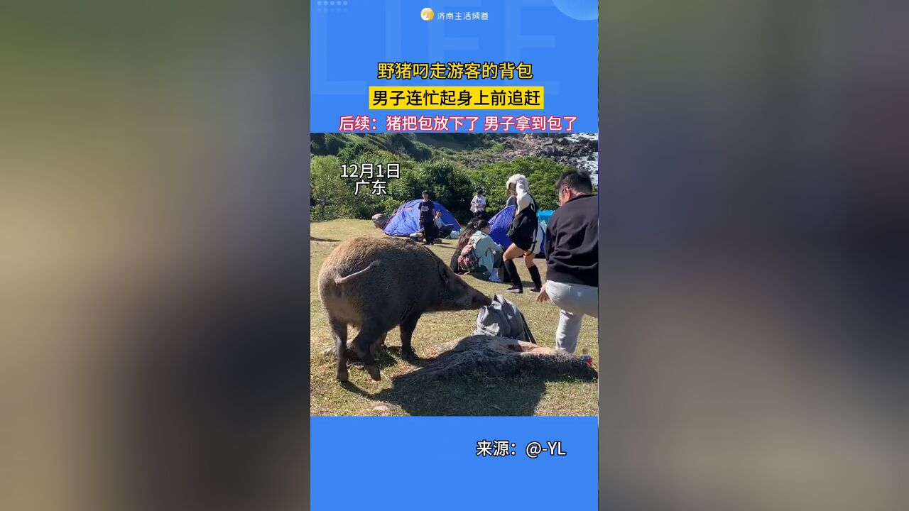 野猪叼走顾客的背包,男子连忙起身上前追赶