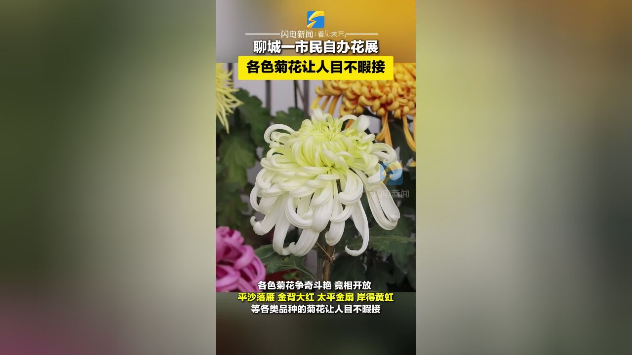 “君子”爱菊,众人赏菊!聊城一社区居民自办“菊花展”