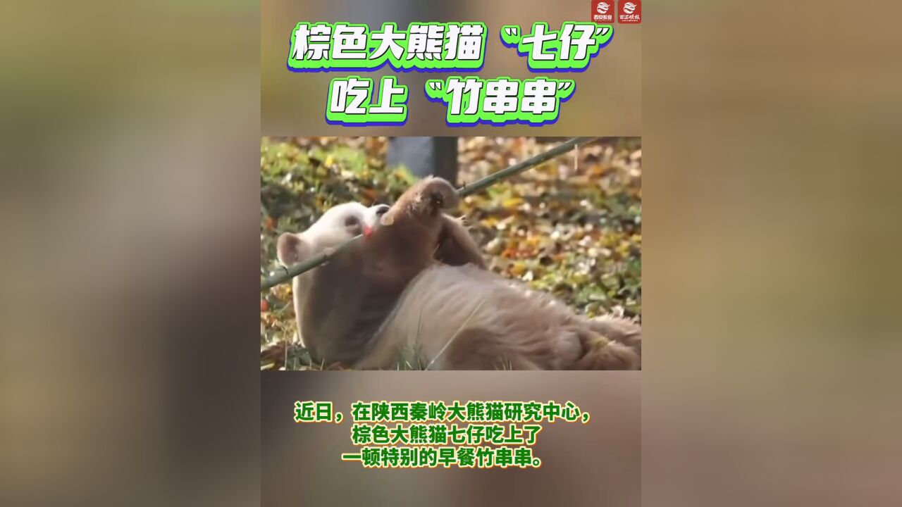 棕色大熊猫“七仔”吃上“竹串串”