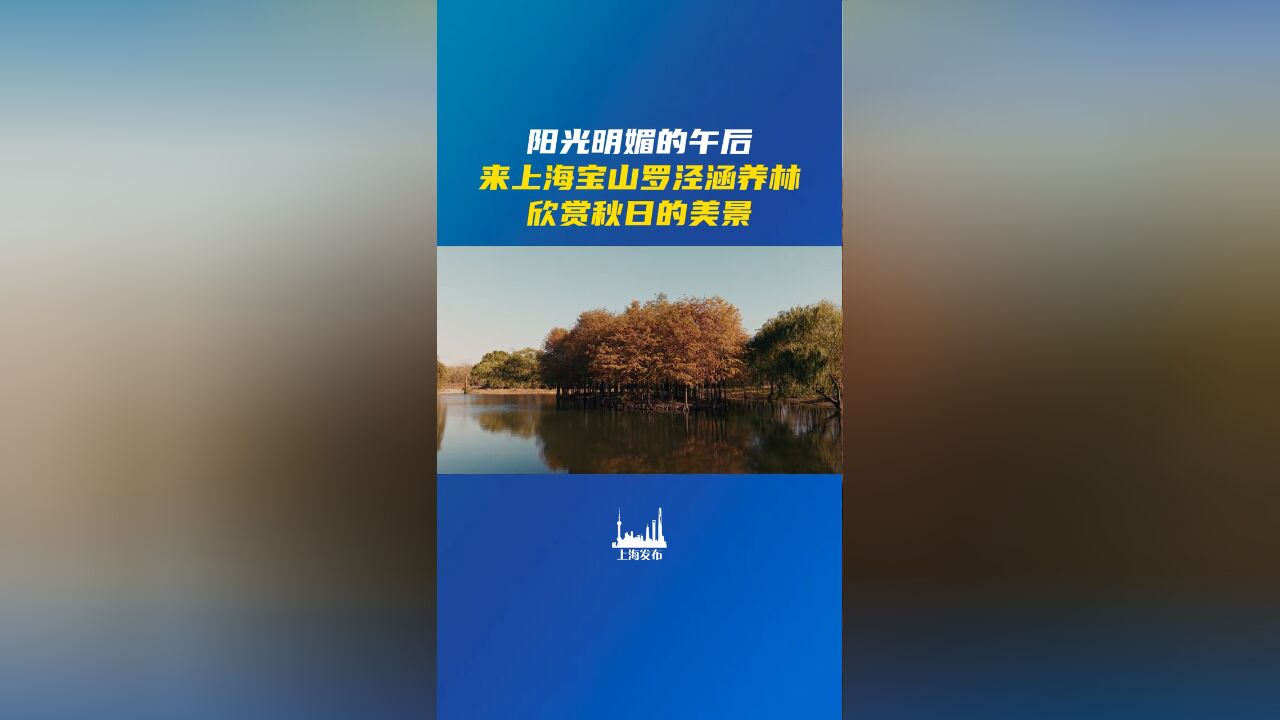 阳光明媚的午后来上海宝山罗泾涵养林欣赏秋日的美景