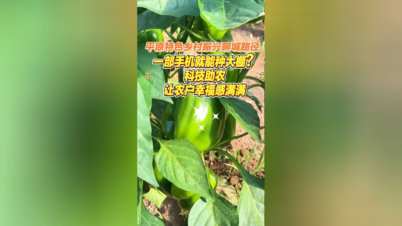 平原特色乡村振兴聊城路径|一部手机就能种大棚?科技助农让农户幸福感满满