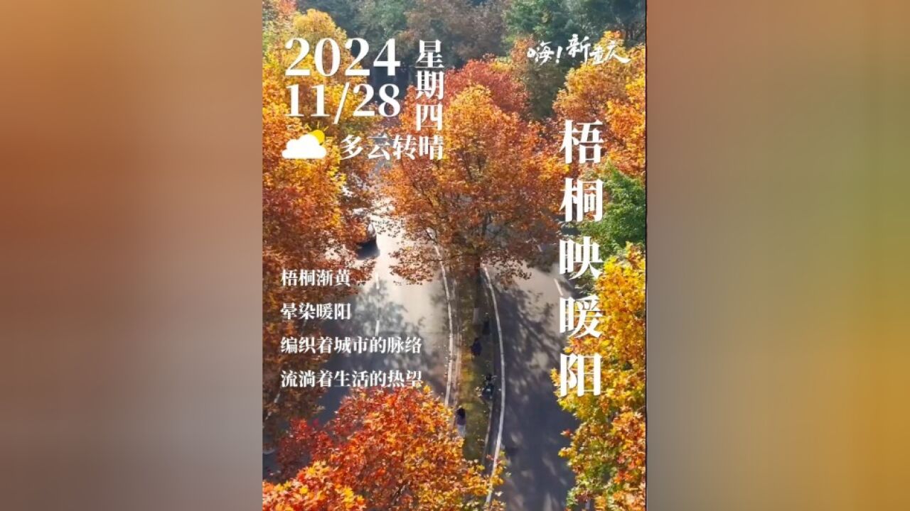 嗨!新重庆|梧桐渐黄,晕染暖阳.在光影交错间,编织着城市的脉络,流淌着生活的热望.#嗨!新重庆 #黄叶满枝头 (摄影:@拾光重庆)