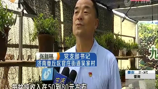 收入可观 村民变“药农”