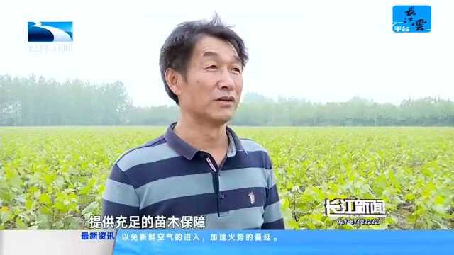 嘉鱼:建设生态屏障 打造绿色廊道