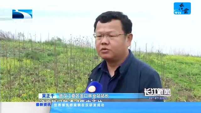 武汉江夏:植树造林 计日程功