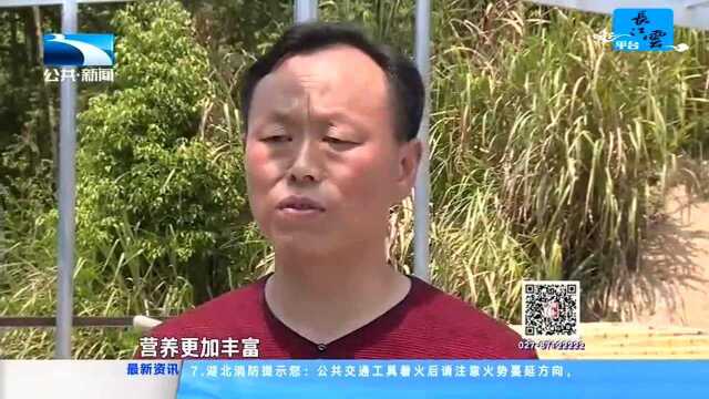 咸宁通城:产业能人成扶贫攻坚“生力军”