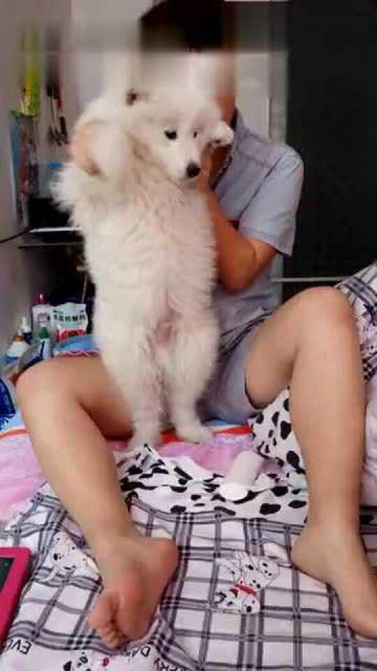 狗狗版《狼与美女》