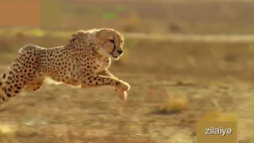 世界上最快的动物-猎豹集锦