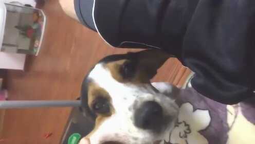 回家的唯一爱好就是扯咱家狗狗嘴巴调教它，看它那委屈样