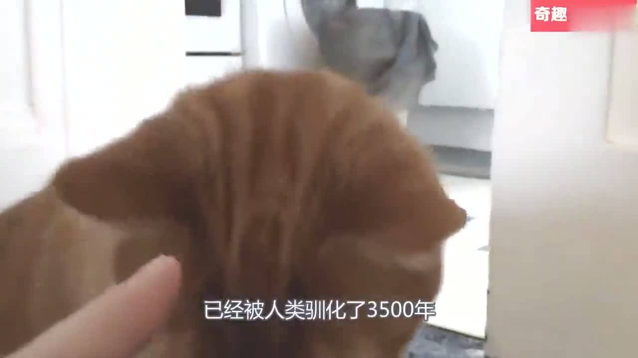 中国名贵猫咪品种一只要上万元蓝瞳黑狮猫至今无人培育出来