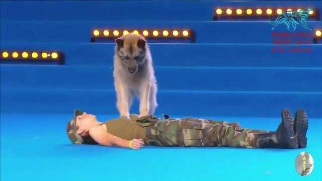 2016年世界犬大赛冠军犬精彩表演片段