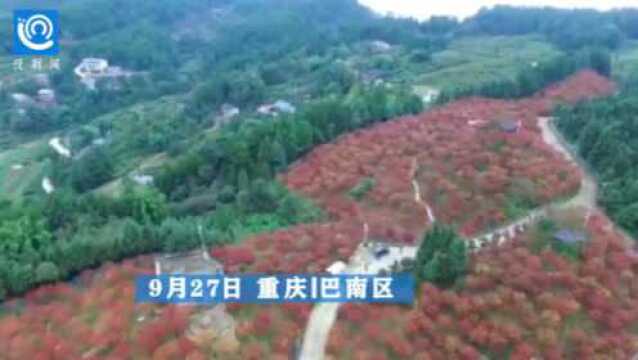 国庆去哪儿?重庆巴南圣灯山500亩枫林等你约