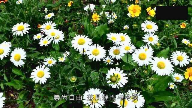 12星座对应哪些幸运花?双鱼座的幸运花是勿忘我,看看你的吧!