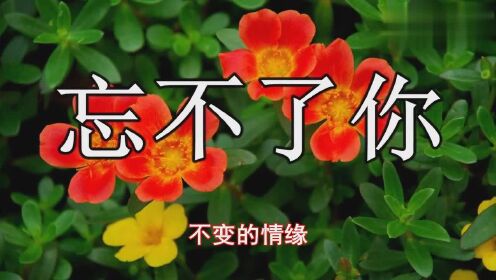 忘不了你，放不下你，好醉人的一首歌