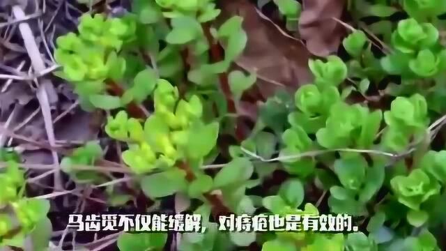 蛇缠腰 治不好会痛一辈子 老中医告诉你最有效的方法 不留后遗症