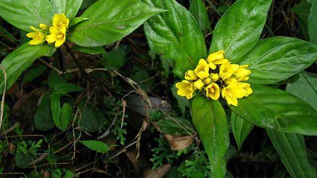 风湿腿疼膏药治不好?老中医常用的农村野草,祛风除湿最有效!