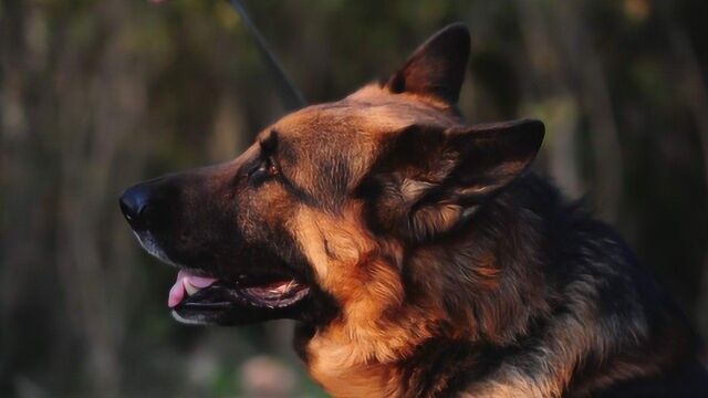 抗战时期,板凳狗“迎战”鬼子军犬狼青:短脚土狗有多厉害你知道么