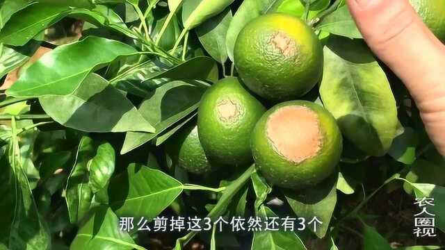 沃柑太阳果很多,但是小伙为啥不涂白灰来防止,听听他的建议