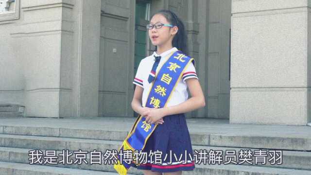 《小小讲解员》北京自然博物馆真猛犸象介绍