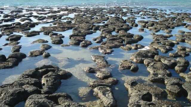 地球最长寿生物什么?在盐沉积层发现,破解基因或可将其作用人类!