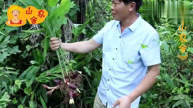 上山挖草药,田埂下找到一片野生姜,野生姜青翠欲滴