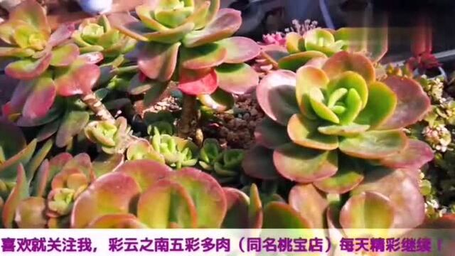 云南多肉植物欣赏:红梅树就是漂亮,极具潜力的一棵老桩!