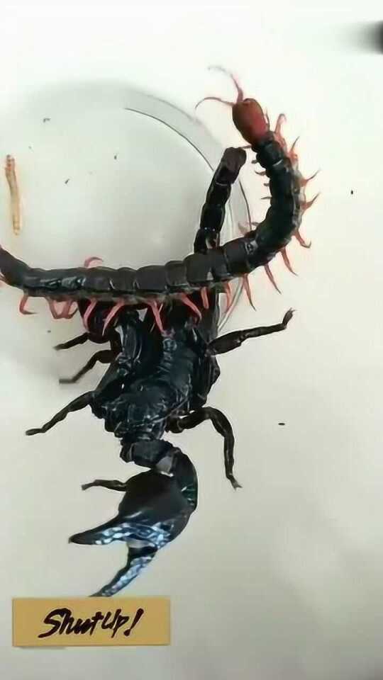 Thumbplayer Poster Plugin Image