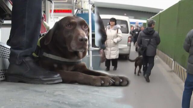 导盲犬乘坐客车遭拒,乘客看法不一