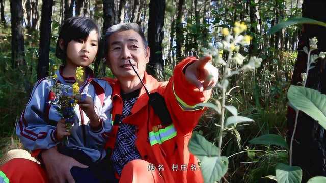 生命里 那片绿荫