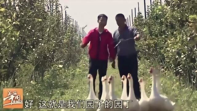 美丽乡村行:大白鹅是农场里的除草员,还能减少鸟害,很划算