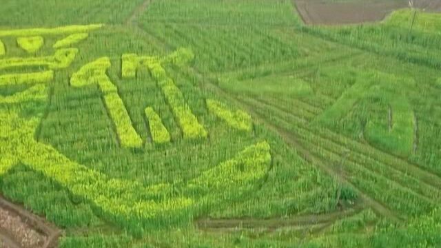 赣州大余:真有才!油菜地里种出“爱你一万年”