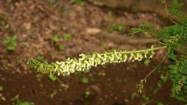 都说野草是害草,可人人看见它却抢着挖,专家:抗菌安定抗肿瘤!