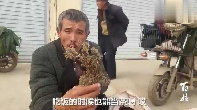 农民大爷卖草药,讲解“翻白草”的功效,长知识了