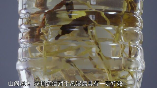 风湿病痛老不好?秦艽黄芪白酒泡一泡!