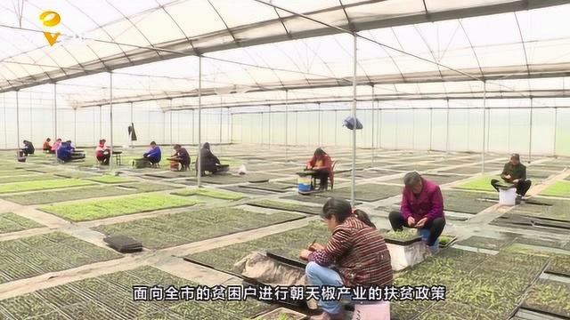 合作社免费发放18000株朝天椒幼苗,贫困户纷纷走向“火辣辣”致富路