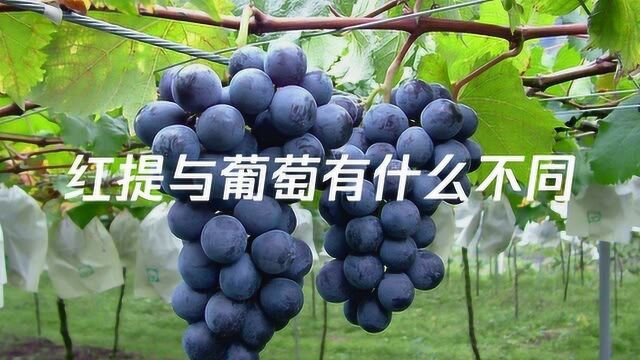 红提与葡萄有什么不同