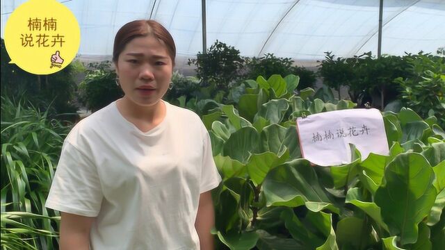 琴叶榕外貌叶子特点,琴叶榕如何养殖你知道吗?