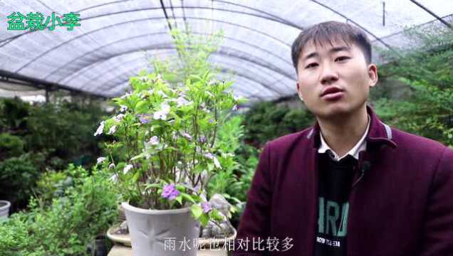 盆栽小李:茉莉花的种植及养护方法!