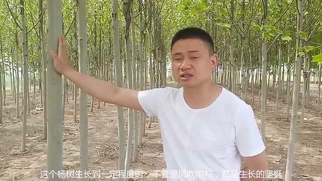 农村种植的杨树为什么又高又整齐,基因和精神更值得我们学习!