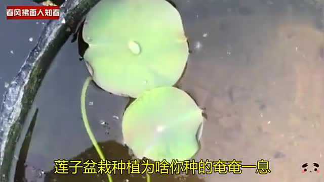 莲子盆栽种植为啥你种的奄奄一息?要点知道?发芽种子施肥埋土等