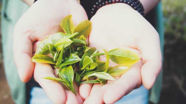 经常喝茶的人注意了,这3种茶要少喝,喝不对还会折寿