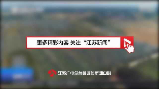 不让孩子被手机“绑架” 德国奶爸南京种蓝莓