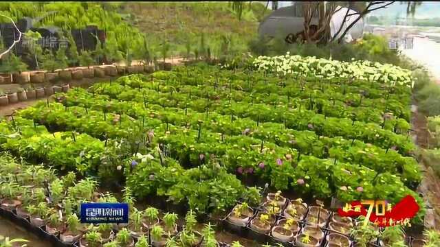 壮丽70年 奋斗新时代 科技助力昆明花卉走向世界